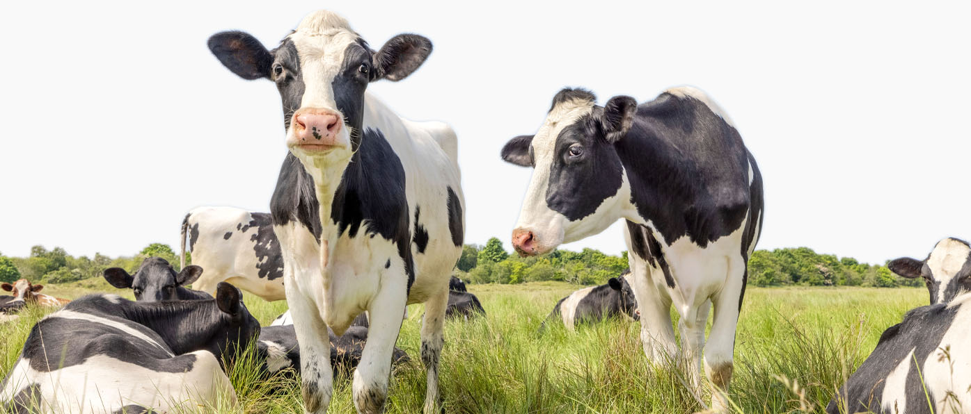 wystarczającą ilość organicznego białka krowiego